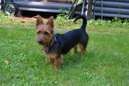 Martta noin 1,5v.