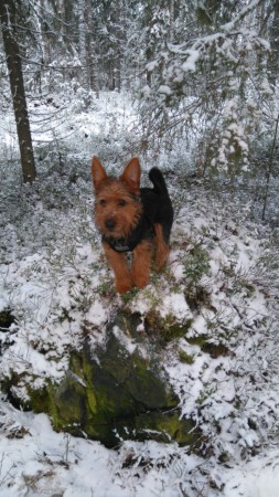 Väinö (Mustikka-ahon Katajainen koktail)  n. 5kk metsän valloittaja :)