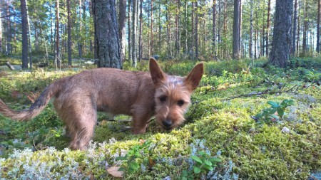 Regina (Mustikka-ahon Kastehelmi) eka trimmin jälkeen n. 4kk ikää :)