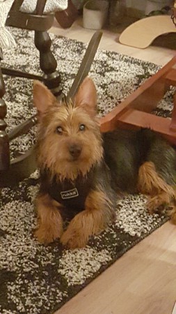 Väinö osaa poseerata ;)