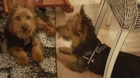 Väinö vas. ja Kaapo veli oik.