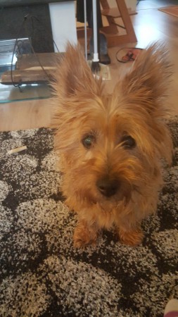 Viivi huikeat 14v !ihana karvakerä ;)