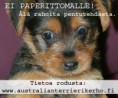 www.australianterrierikerho.fi/
